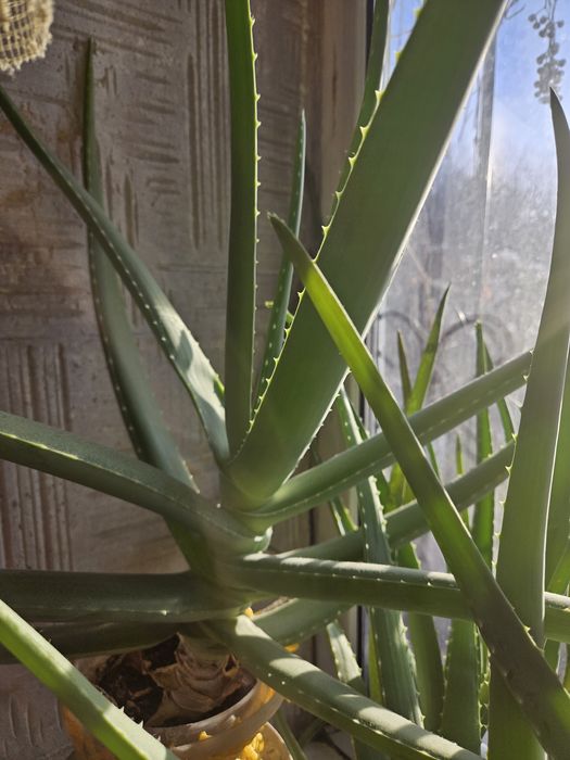 Декабрист ,алое  растение