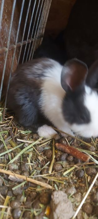 Iepuri  hycole disponibili