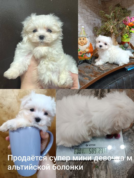 Мини девочка мальтийской болонки