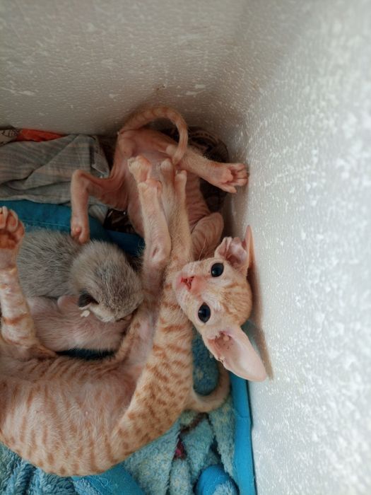Продам котёнка сфинкс бращ