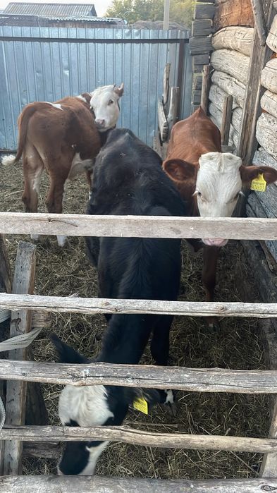 Продам. 2 первотелки 3 прошлогодних телят