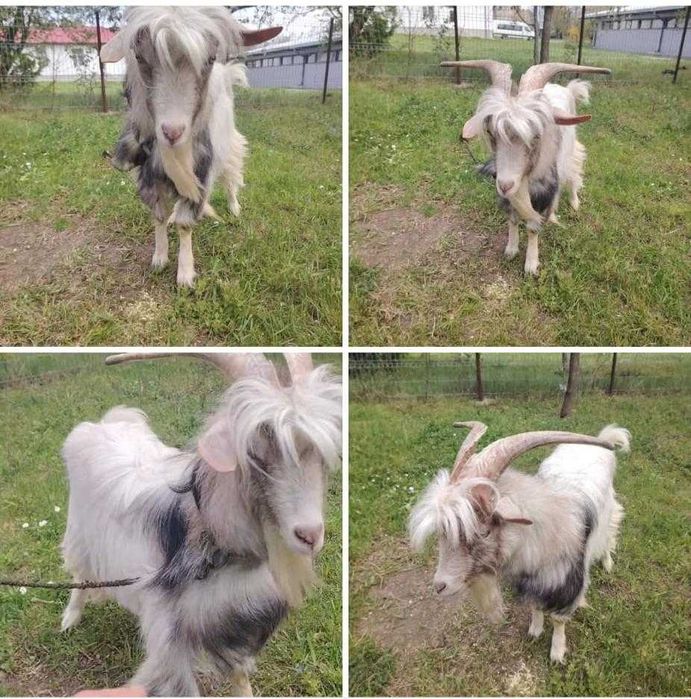 Animale de vanzare