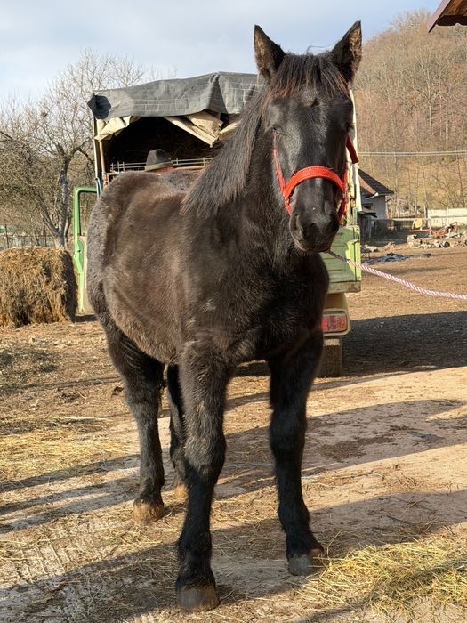 Vând Manza de 6 luni