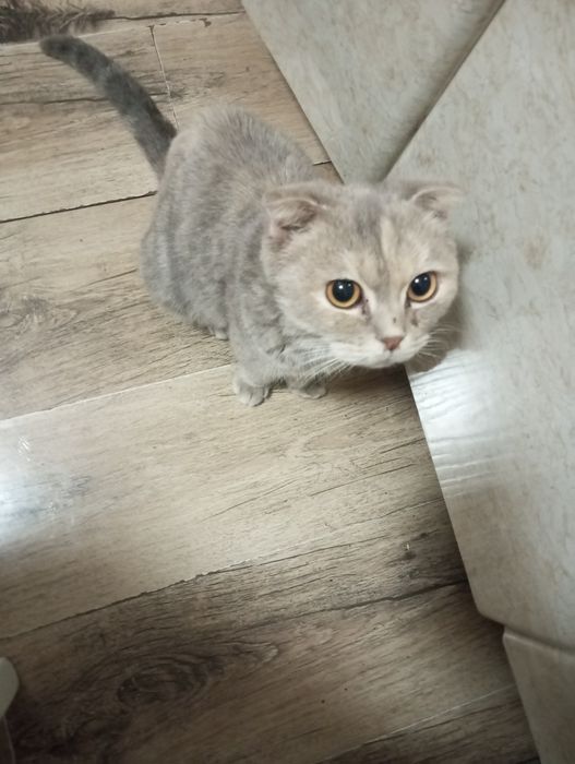 Животные кошки..