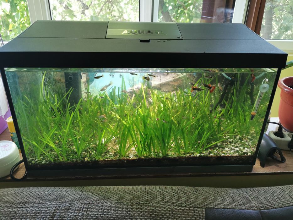 Agvariu 60 L cu pești, plante naturale cu toate accesorile