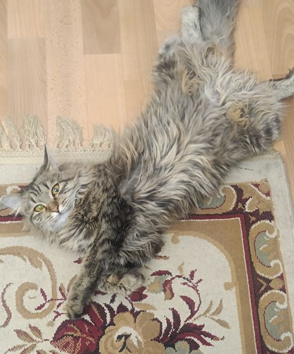 Отдам кошку в добрые руки