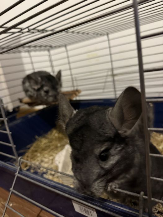 Vând chinchilla lanigera