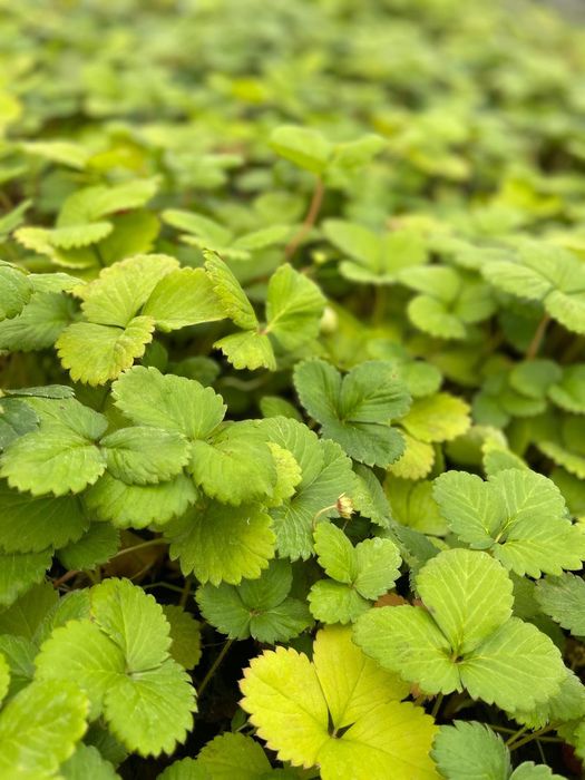 Stoloni Căpșuni Remontanți Amandine – Producție Continuă