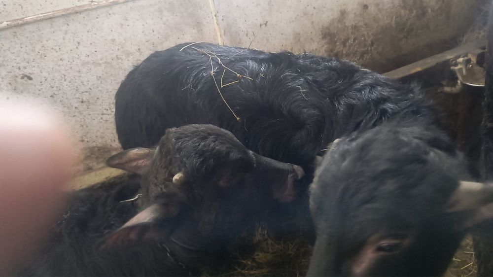 Vițel, mascul de vanzare