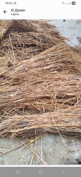 Қамыс тегін Қызылорда улица Гагарин