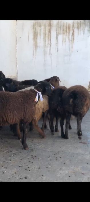 Ұрғашы тоқтылар сатылады