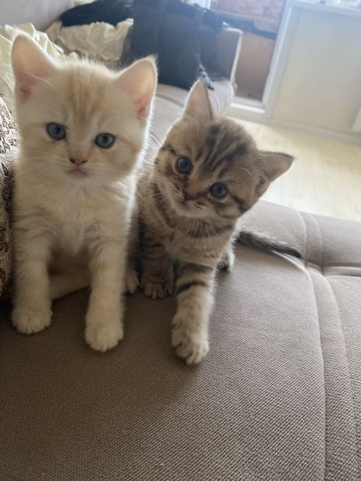 продам котят британцев