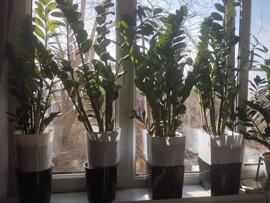 Замиакулькас комнатные растения