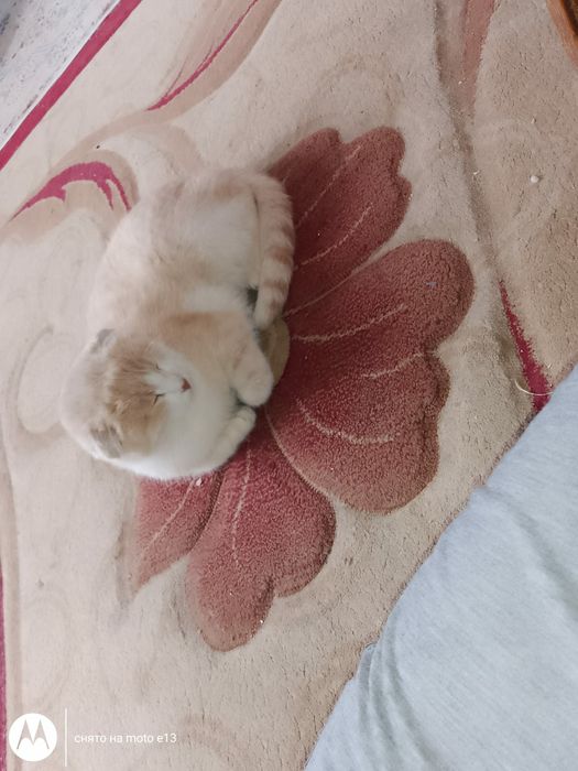 Кот, взрослый мальчик веслоухий