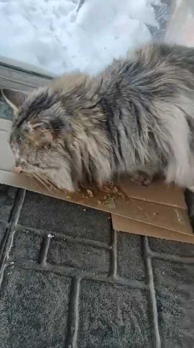 Чей красивый кот? Кто потерял?