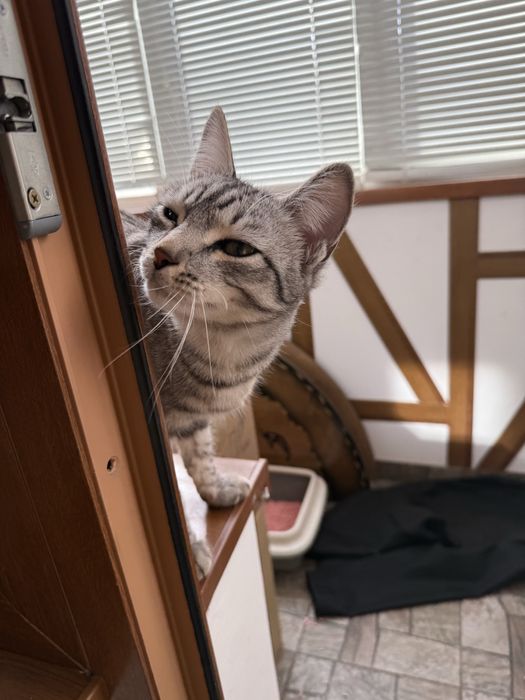 Котенок, кошечка, девочка