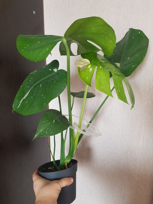 Продам монстеру Тайское созвездие.