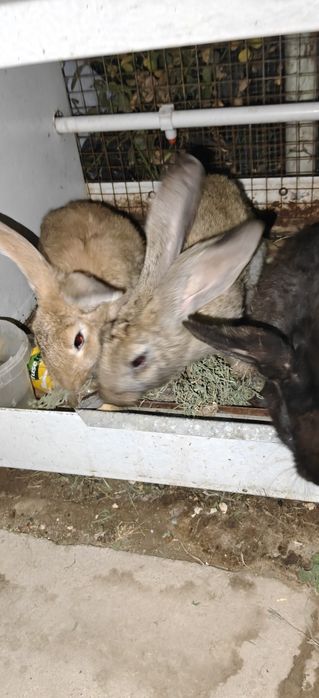jaydari quyonlar narxiga javob bonusga qafas tekinga faqat 2ta quyonga