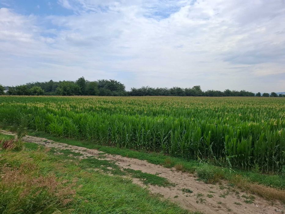 Teren de vanzare Serbanesti/Holt