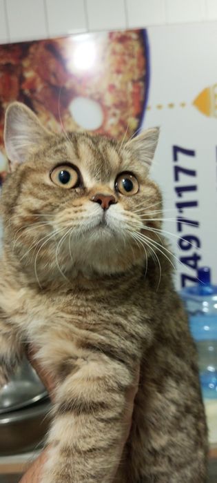 Кот отдам на хороший руки