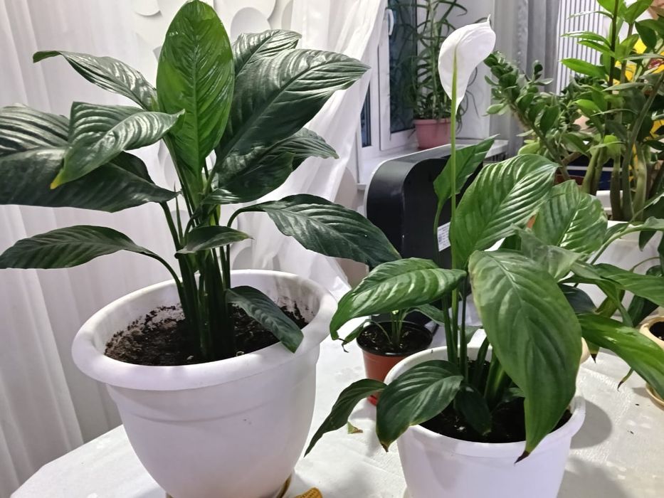 Продаётся Цветы комнатные