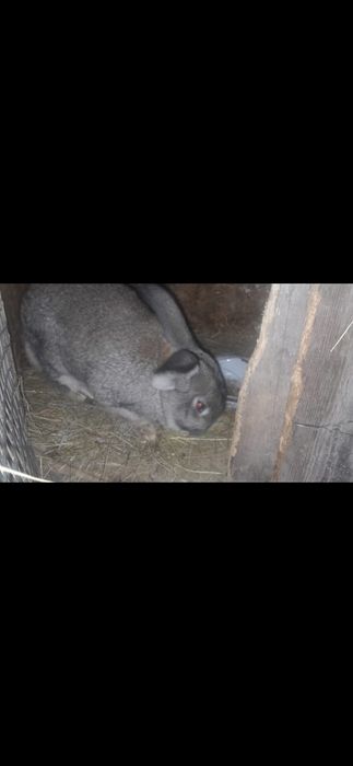 Продам кроликов.     .