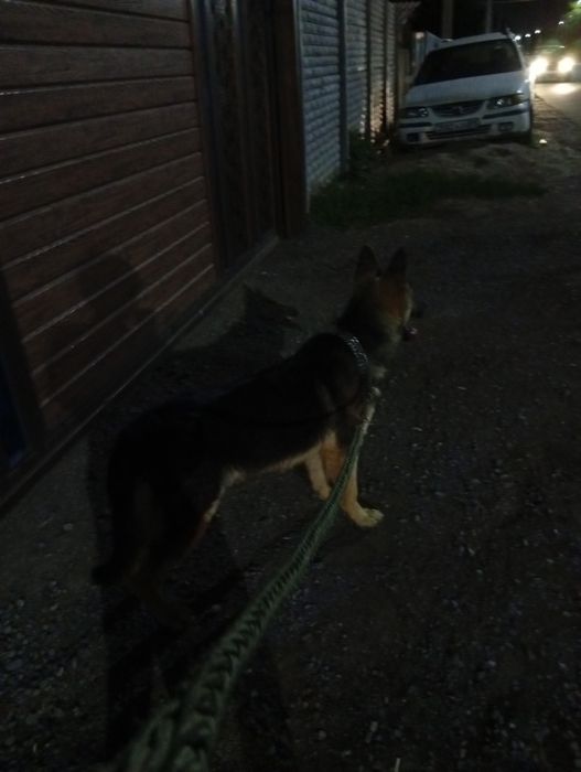 Европиский овчарка