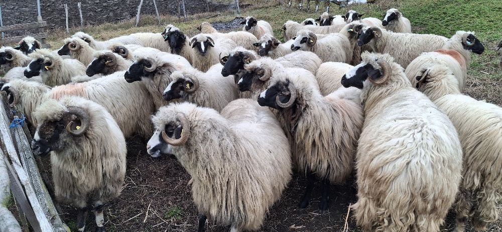 Vând oi breze turcane