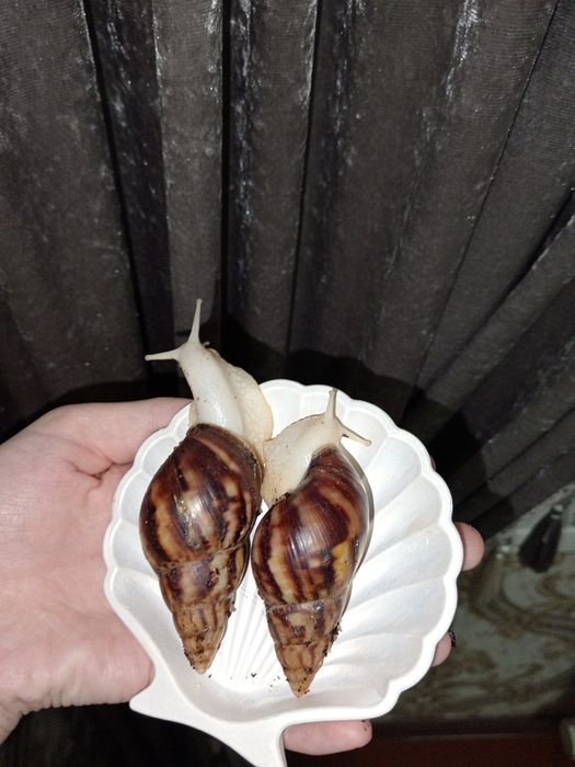 Улиткалар сотувда