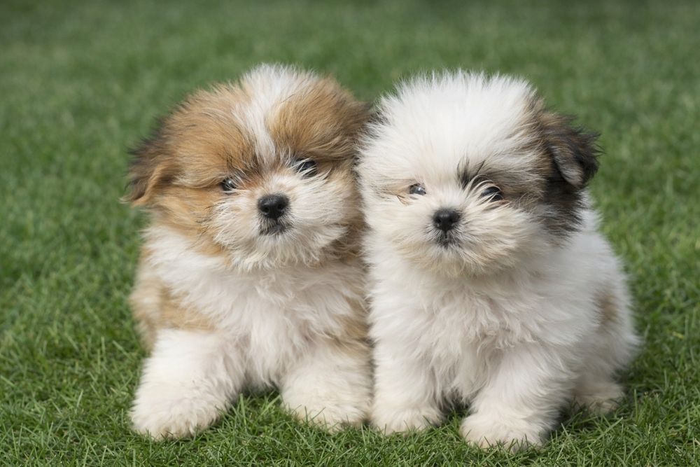 Шираниян - Ши Тцу- Померан