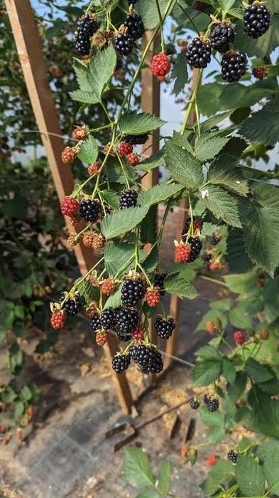 Mure thorn free fără spini