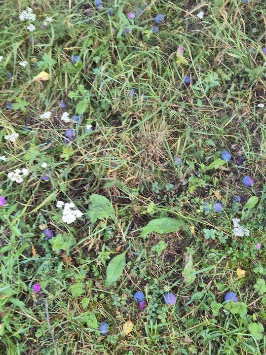 Prune pentru țuică