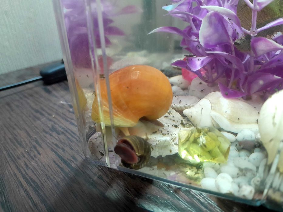 Аквариум с  улиткой
