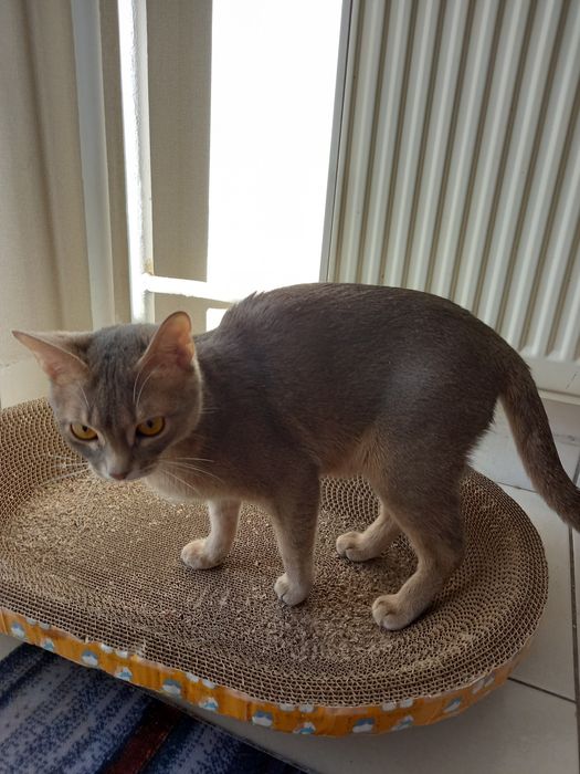 Котёнок с кошкой Абесинки