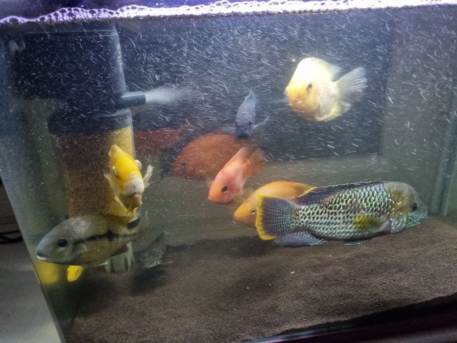 Продам аквариум с рыбками 80лт