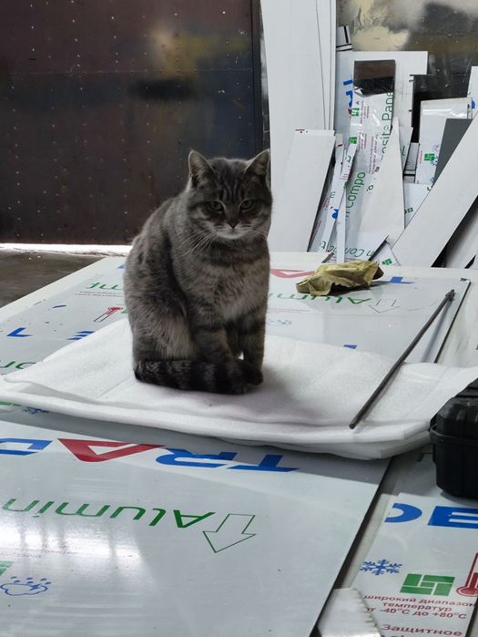 Кошечку ласковую в надёжные руки