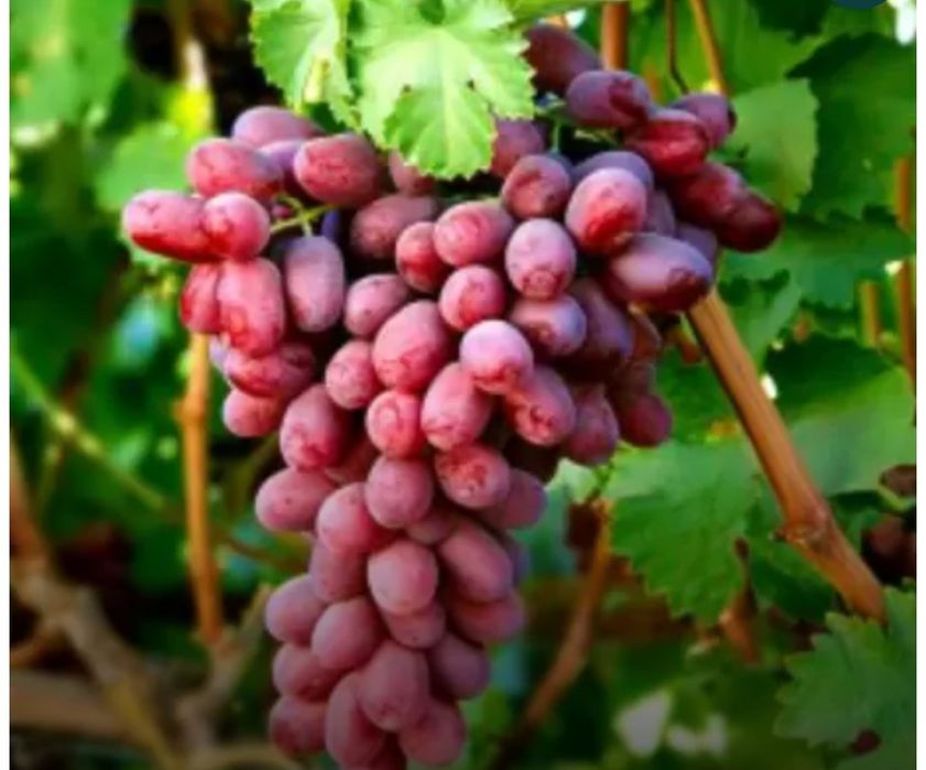 Butasi vita de vie hibrid anul 2 si 3