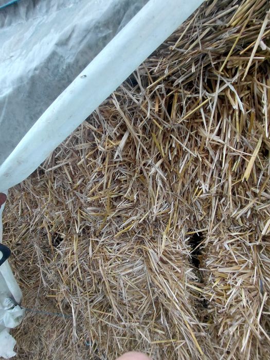 Vând Baloți pae ,orz și grâu !