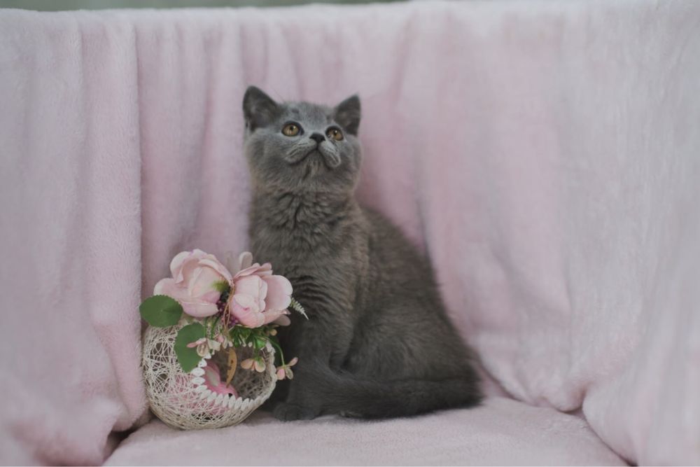 Британский мальчик