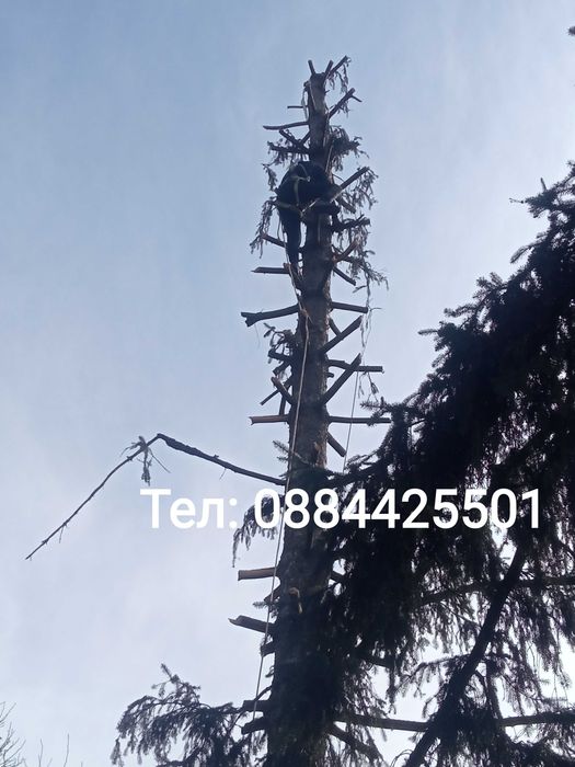 Рязане на опасни дървета,Кастрене,Косене