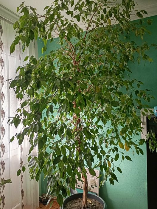 Фикус Бенджамин 250см