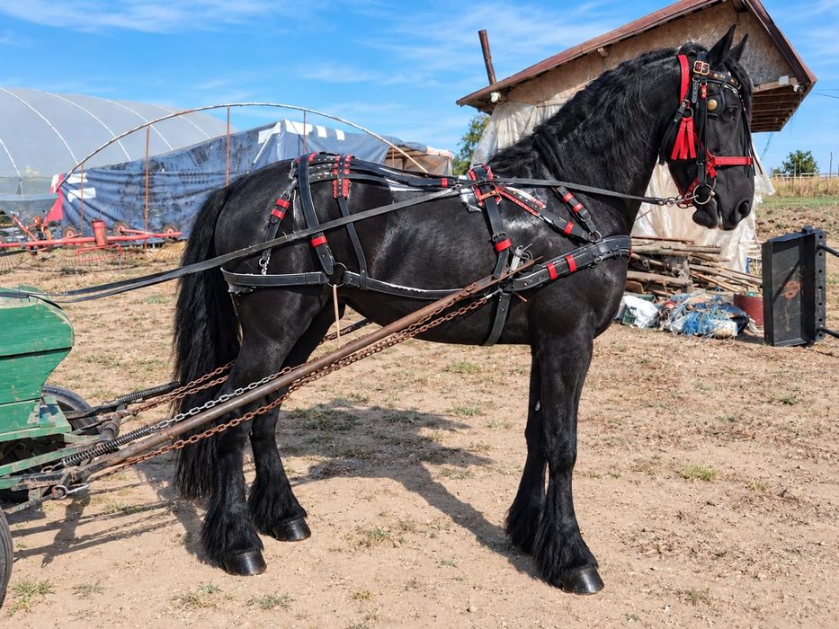 Cărlană friz cu vârsta de 1 an si 5 luni