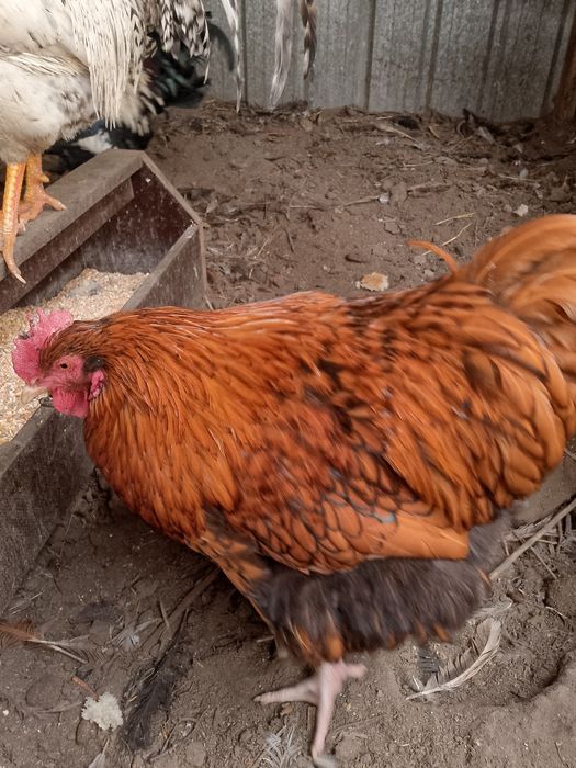 Продам молодых Петушков