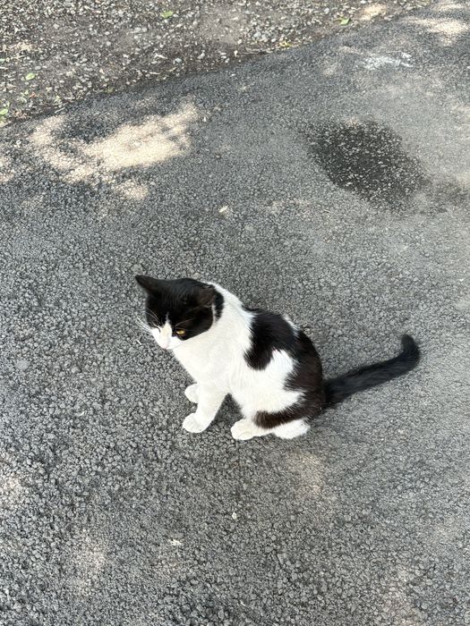 Отдам кота взрослого