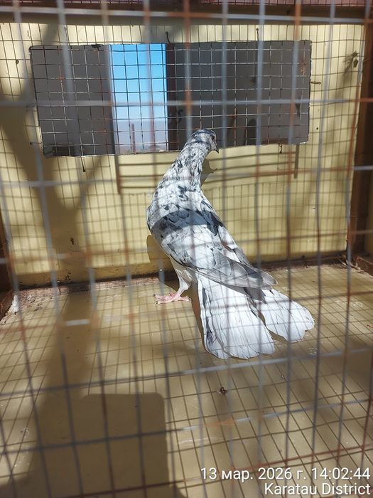 Широкохвостые голуби