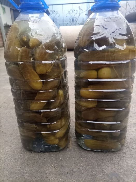 Tuzlangan bodring sotiladi