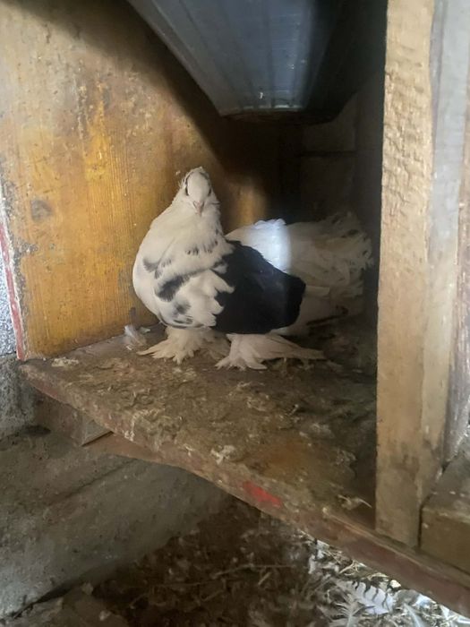 Vând porumbei curcani de ornament