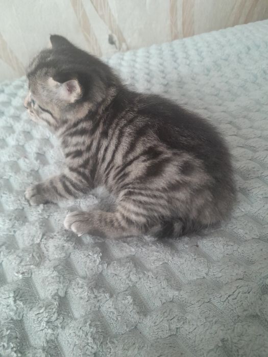 Продам Британских котят