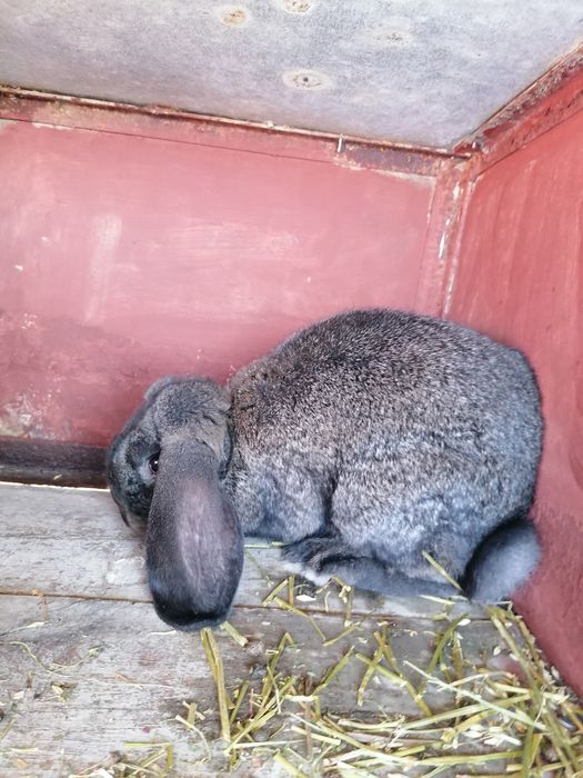 Berbec german și UG