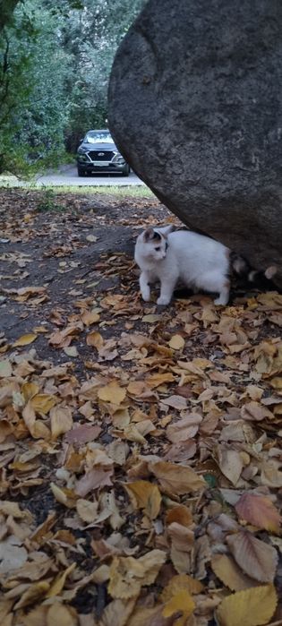 Отдадим в лучшие руки двух девочек